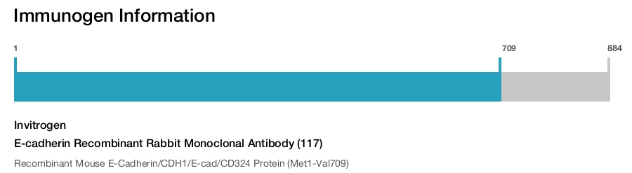 E-cadherin Recombinant Rabbit Monoclonal Antibody (117)
