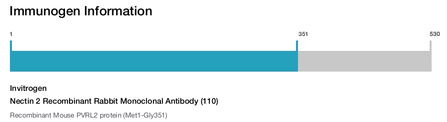 Nectin 2 Recombinant Rabbit Monoclonal Antibody (110)
