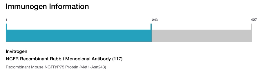 NGFR Recombinant Rabbit Monoclonal Antibody (117)