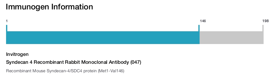 Syndecan 4 Recombinant Rabbit Monoclonal Antibody (047)