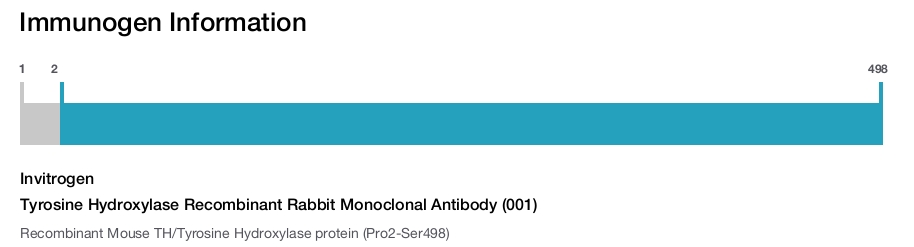 Tyrosine Hydroxylase Recombinant Rabbit Monoclonal Antibody (001)