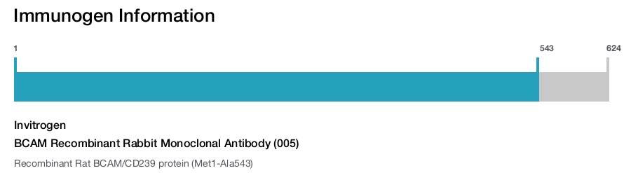 BCAM Recombinant Rabbit Monoclonal Antibody (005)