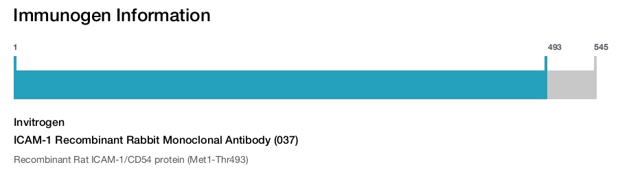 ICAM-1 Recombinant Rabbit Monoclonal Antibody (037)