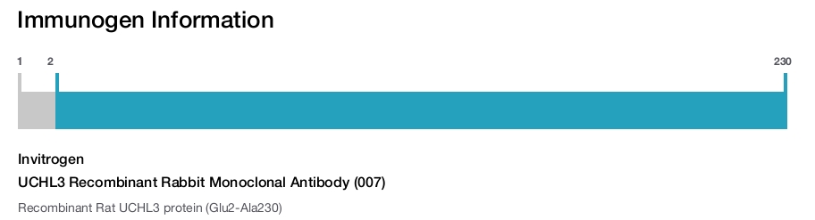 UCHL3 Recombinant Rabbit Monoclonal Antibody (007)