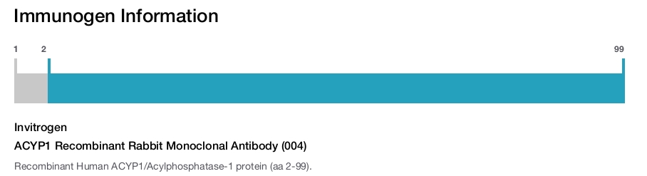 ACYP1 Recombinant Rabbit Monoclonal Antibody (004)