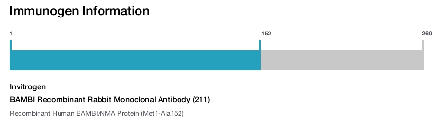 BAMBI Recombinant Rabbit Monoclonal Antibody (211)