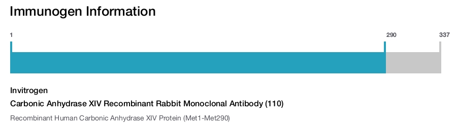 Carbonic Anhydrase XIV Recombinant Rabbit Monoclonal Antibody (110)