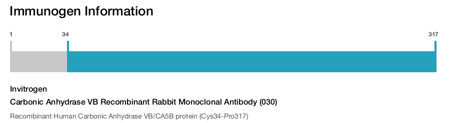 Carbonic Anhydrase VB Recombinant Rabbit Monoclonal Antibody (030)
