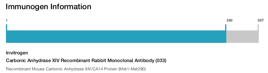 Carbonic Anhydrase XIV Recombinant Rabbit Monoclonal Antibody (033)