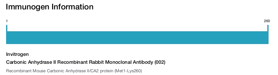 Carbonic Anhydrase II Recombinant Rabbit Monoclonal Antibody (002)