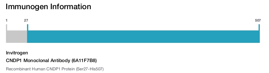 CNDP1 Monoclonal Antibody (6A11F7B8)