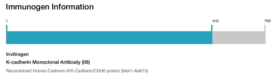 K-cadherin Monoclonal Antibody (08)