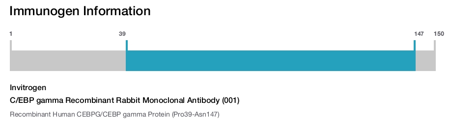 C/EBP gamma Recombinant Rabbit Monoclonal Antibody (001)