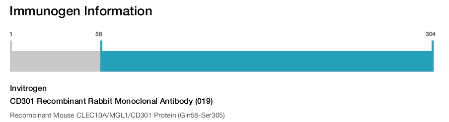 CD301 Recombinant Rabbit Monoclonal Antibody (019)
