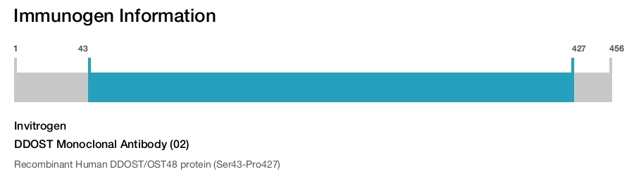 DDOST Monoclonal Antibody (02)