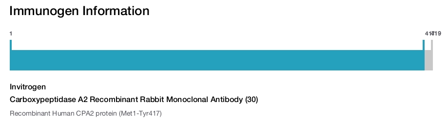 Carboxypeptidase A2 Recombinant Rabbit Monoclonal Antibody (30)