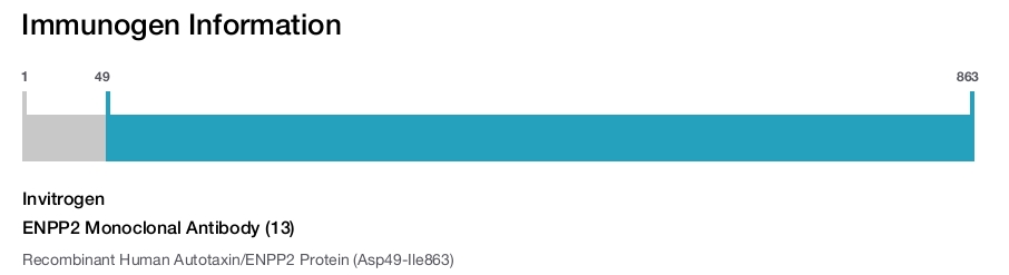 ENPP2 Monoclonal Antibody (13)