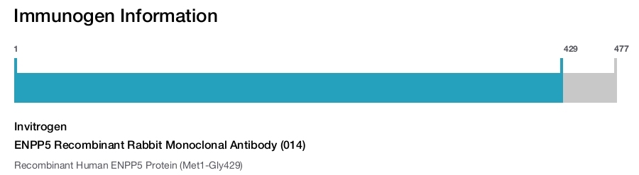 ENPP5 Recombinant Rabbit Monoclonal Antibody (014)