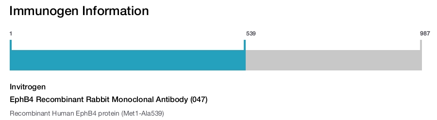 EphB4 Recombinant Rabbit Monoclonal Antibody (047)