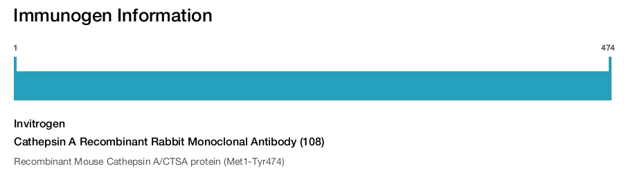 Cathepsin A Recombinant Rabbit Monoclonal Antibody (108)