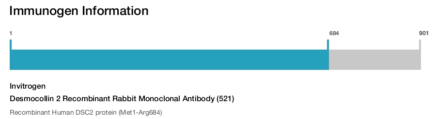 Desmocollin 2 Recombinant Rabbit Monoclonal Antibody (521)