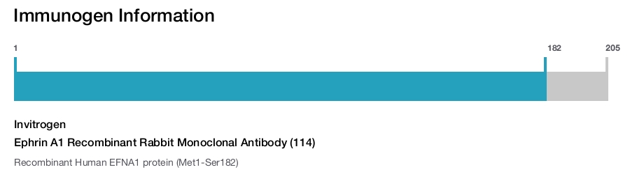Ephrin A1 Recombinant Rabbit Monoclonal Antibody (114)