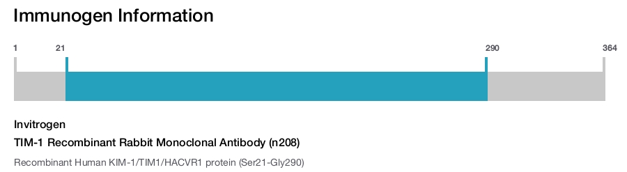 TIM-1 Recombinant Rabbit Monoclonal Antibody (n208)