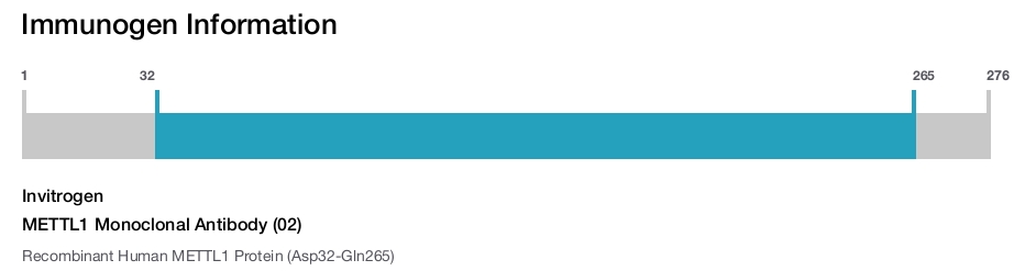 METTL1 Monoclonal Antibody (02)