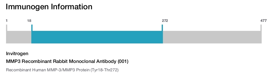 MMP3 Recombinant Rabbit Monoclonal Antibody (001)