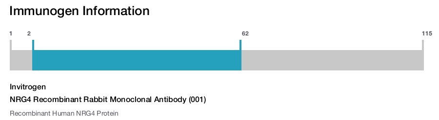 NRG4 Recombinant Rabbit Monoclonal Antibody (001)