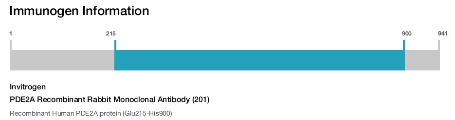 PDE2A Recombinant Rabbit Monoclonal Antibody (201)