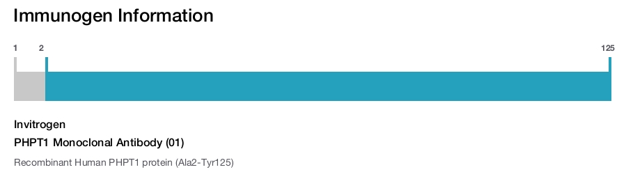 PHPT1 Monoclonal Antibody (01)