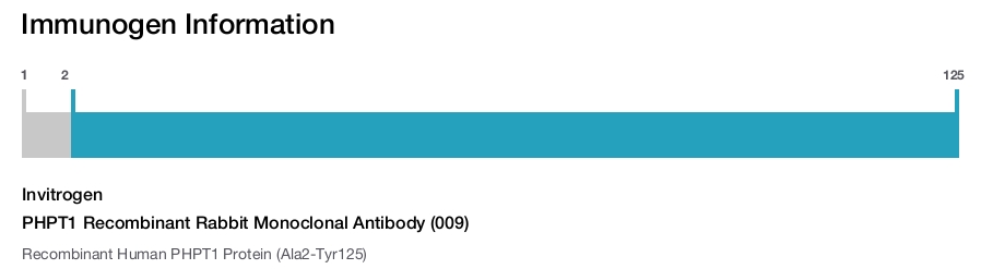 PHPT1 Recombinant Rabbit Monoclonal Antibody (009)
