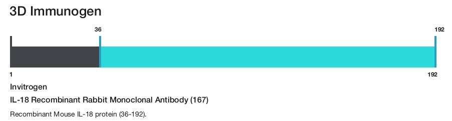 IL-18 Recombinant Rabbit Monoclonal Antibody (167)