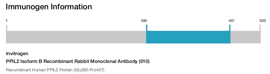 PPIL2 Isoform B Recombinant Rabbit Monoclonal Antibody (010)