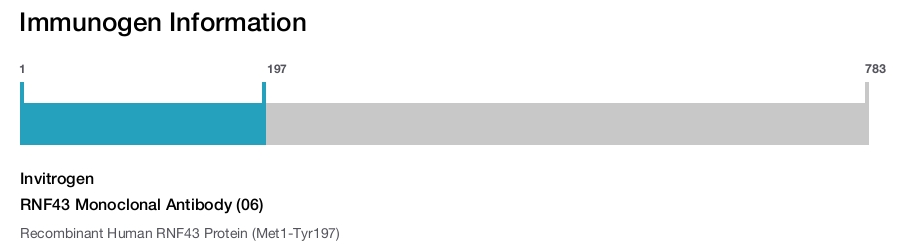 RNF43 Monoclonal Antibody (06)