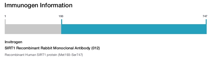 SIRT1 Recombinant Rabbit Monoclonal Antibody (012)