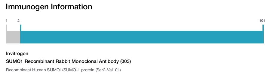SUMO1 Recombinant Rabbit Monoclonal Antibody (003)
