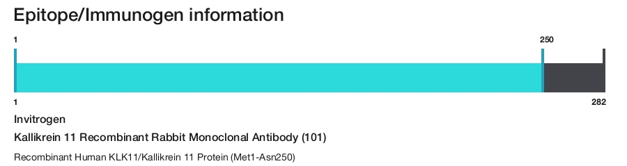 Kallikrein 11 Recombinant Rabbit Monoclonal Antibody (101)