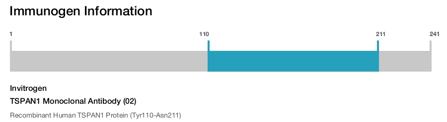 TSPAN1 Monoclonal Antibody (02)