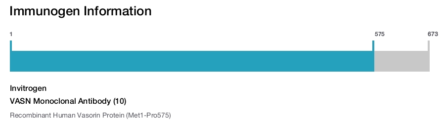 VASN Monoclonal Antibody (10)