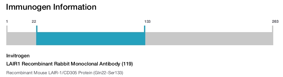 LAIR1 Recombinant Rabbit Monoclonal Antibody (119)