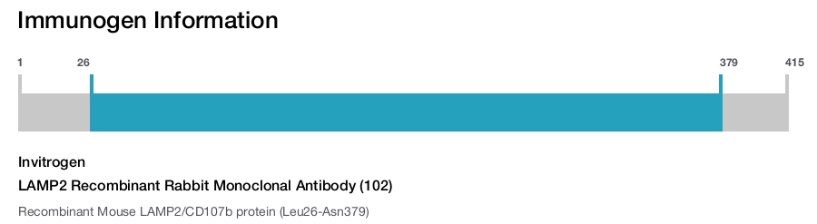 LAMP2 Recombinant Rabbit Monoclonal Antibody (102)