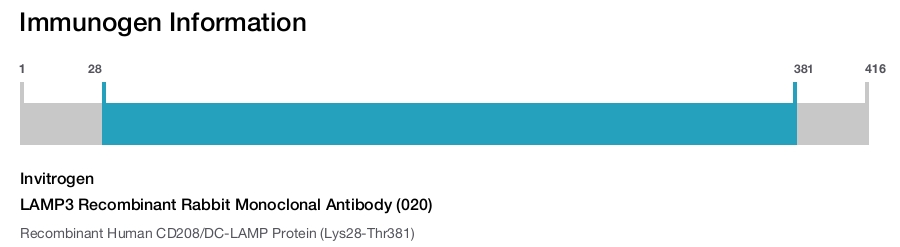 LAMP3 Recombinant Rabbit Monoclonal Antibody (020)