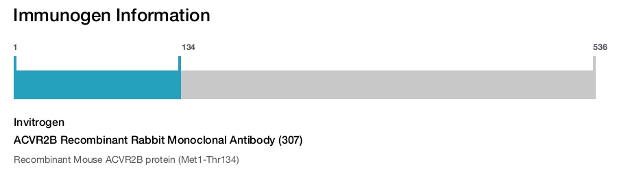 ACVR2B Recombinant Rabbit Monoclonal Antibody (307)