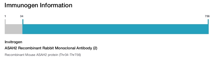ASAH2 Recombinant Rabbit Monoclonal Antibody (2)