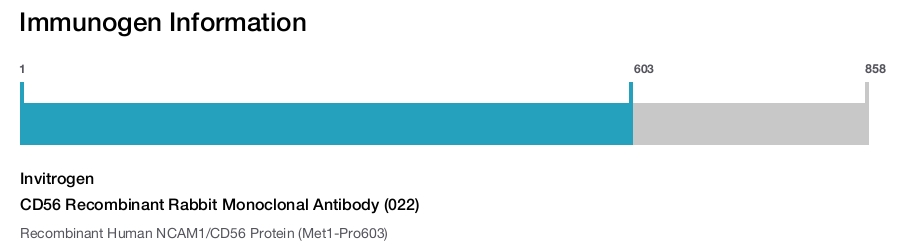 CD56 Recombinant Rabbit Monoclonal Antibody (022)