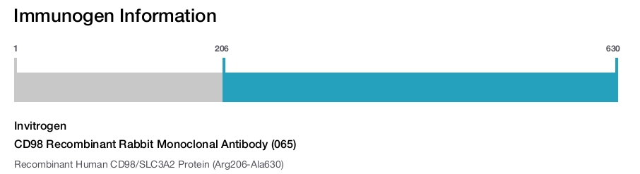 CD98 Recombinant Rabbit Monoclonal Antibody (065)