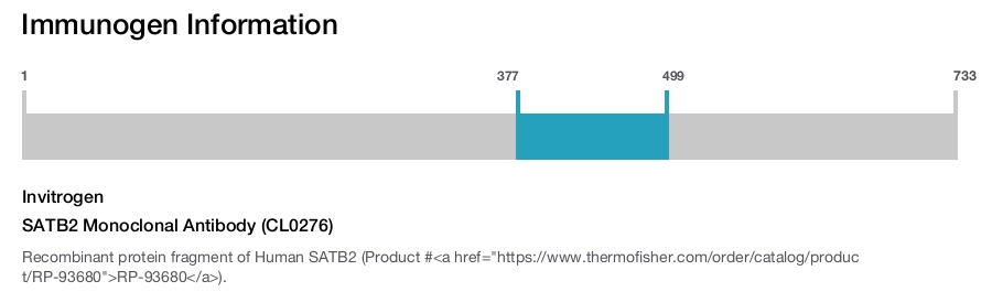 SATB2 Monoclonal Antibody (CL0276)