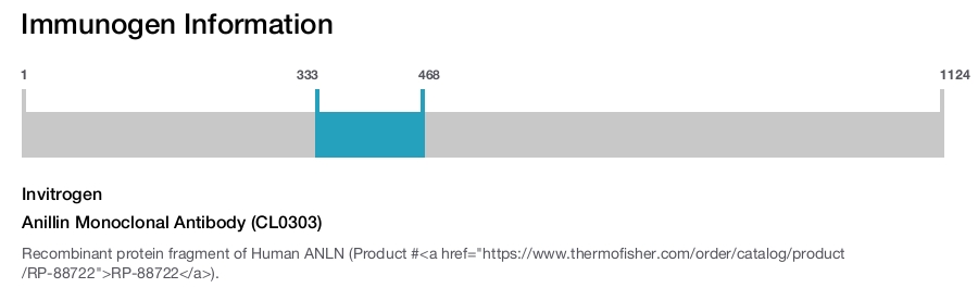 Anillin Monoclonal Antibody (CL0303)